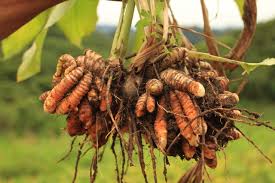 Turmeric