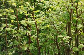 Resveratrol (Japanese Knotweed)